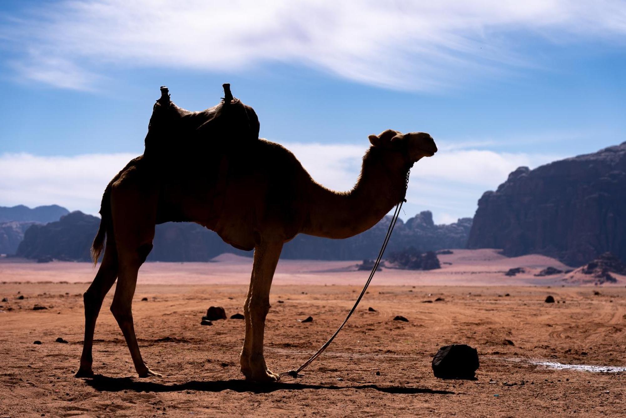 Oblivion Camp Hotel Wadi Rum Exterior photo